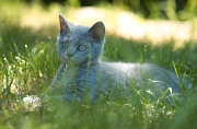 BRITISH SHORTHAIR C023